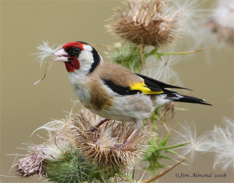 Goldfinch VP 9 8 08  IMG_6584